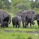 Illustration for article titled Another remarkable example of how smart elephants are